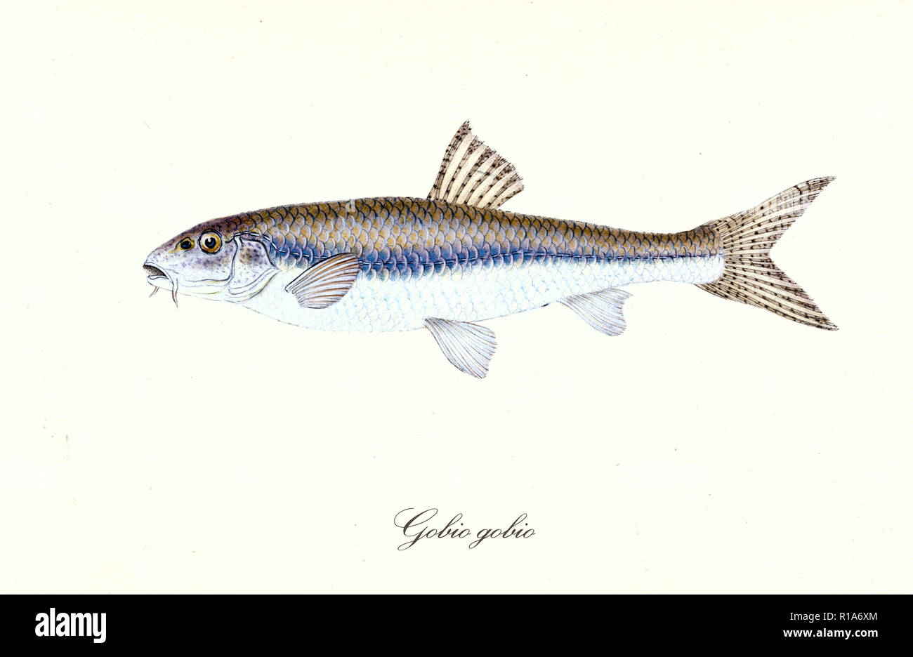 Ancient colorful illustration of Gudgeon (Gobio gobio), Side view of the fish with its brownish back and white stomach, isolated element on white background. By Edward Donovan. London 1802 Stock Photo