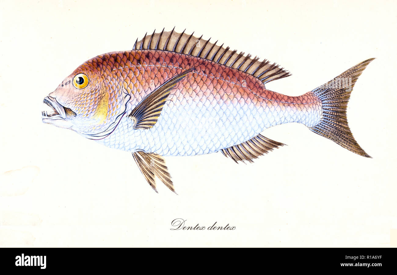 Ancient colorful illustration of Common Dentex (Dentex dentexs), Side view of the  fish with its typical reddish and white skin, isolated element on white background. By Edward Donovan. London 1802 Stock Photo