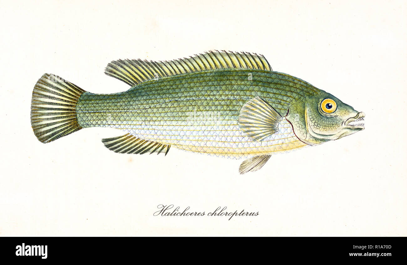 Ancient colorful illustration of Pastel-Green Wrasse (Halichoeres chloropterus), Side view of the fish with its bright green skin, isolated element on white background. By Edward Donovan. London 1802 Stock Photo