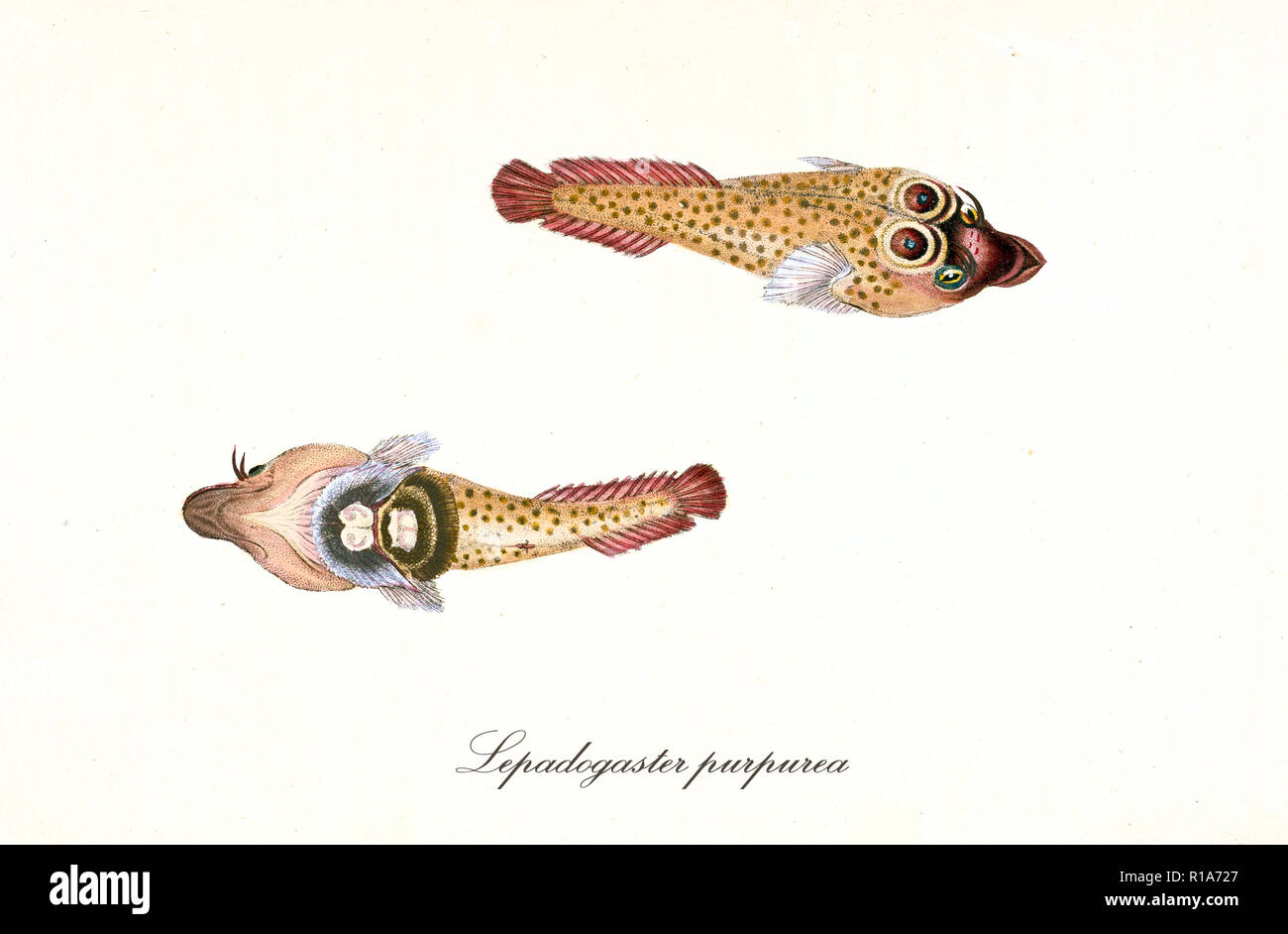 Ancient colorful illustration of Cornish Sucker (Lepadogaster purpurea), Top view of two exemplars with their maculate skin, isolated elements on white background. By Edward Donovan. London 1802 Stock Photo