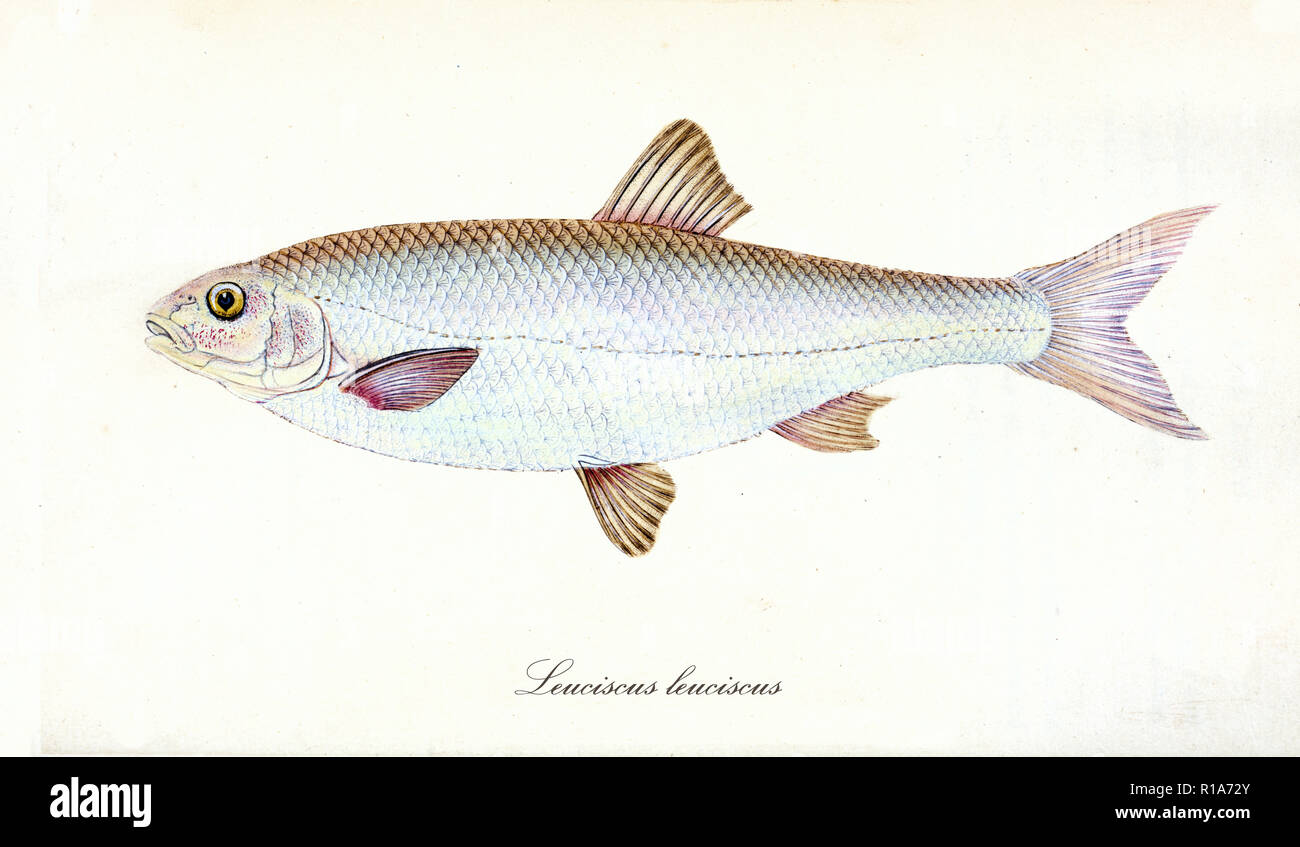 Ancient colorful illustration of Common Dace (Leuciscus leuciscus), side view of the big fish with classic shape and bright skin , isolated elements on white background. By Edward Donovan. London 1802 Stock Photo