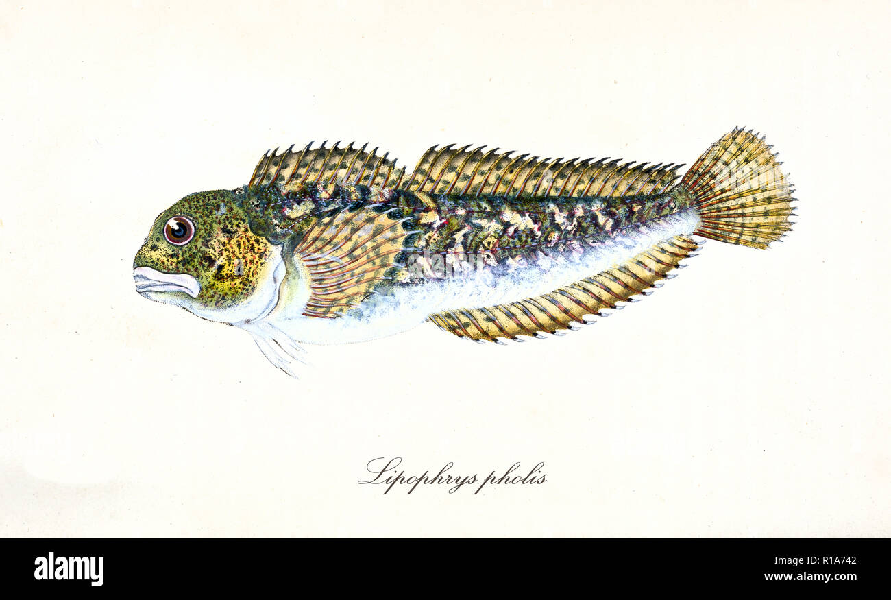 Ancient colorful illustration of Shanny (Lipophrys pholis), side view of the multicolored fish with its long thorny fins, isolated elements on white background. By Edward Donovan. London 1802 Stock Photo