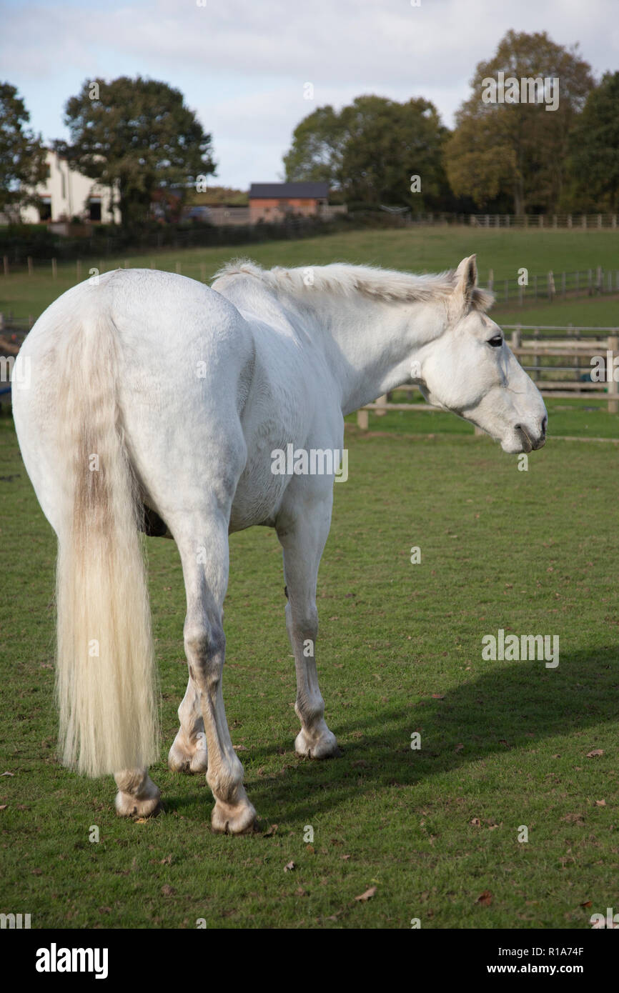 white horse standing in a green field turning it's head looking