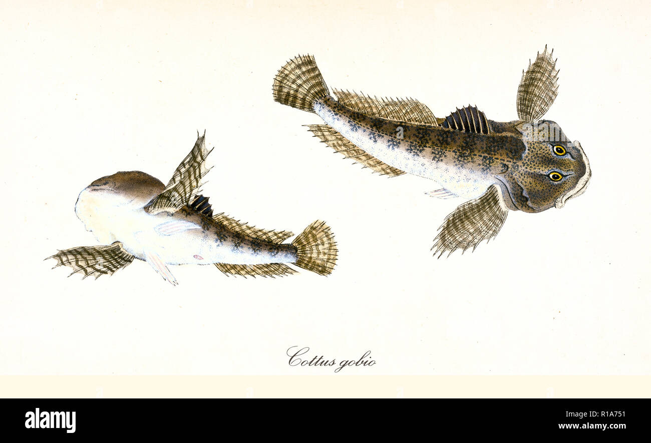 Ancient colorful illustration of European bullhead (Cottus gobio), top view and bottom view of the strange brownish fish, isolated elements on white background. By Edward Donovan. London 1802 Stock Photo