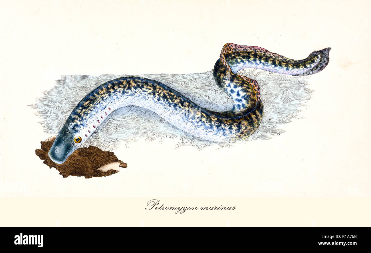 Ancient colorful illustration of Sea Lamprey (Petromyzon marinus), detailed view of the long fish with its stripped skin, isolated elements on white background. By Edward Donovan. London 1802 Stock Photo