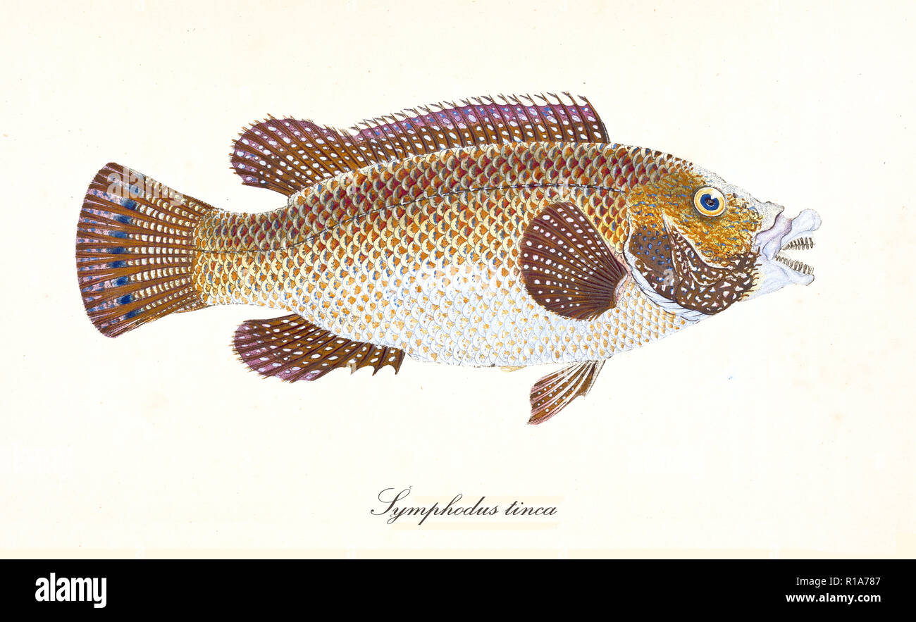 Ancient colorful illustration of East Atlantic Peacock Wrasse (Symphodus tinca), side view of the fish with its bright colors skin, isolated elements white background. By Edward Donovan. London 1802 Stock Photo