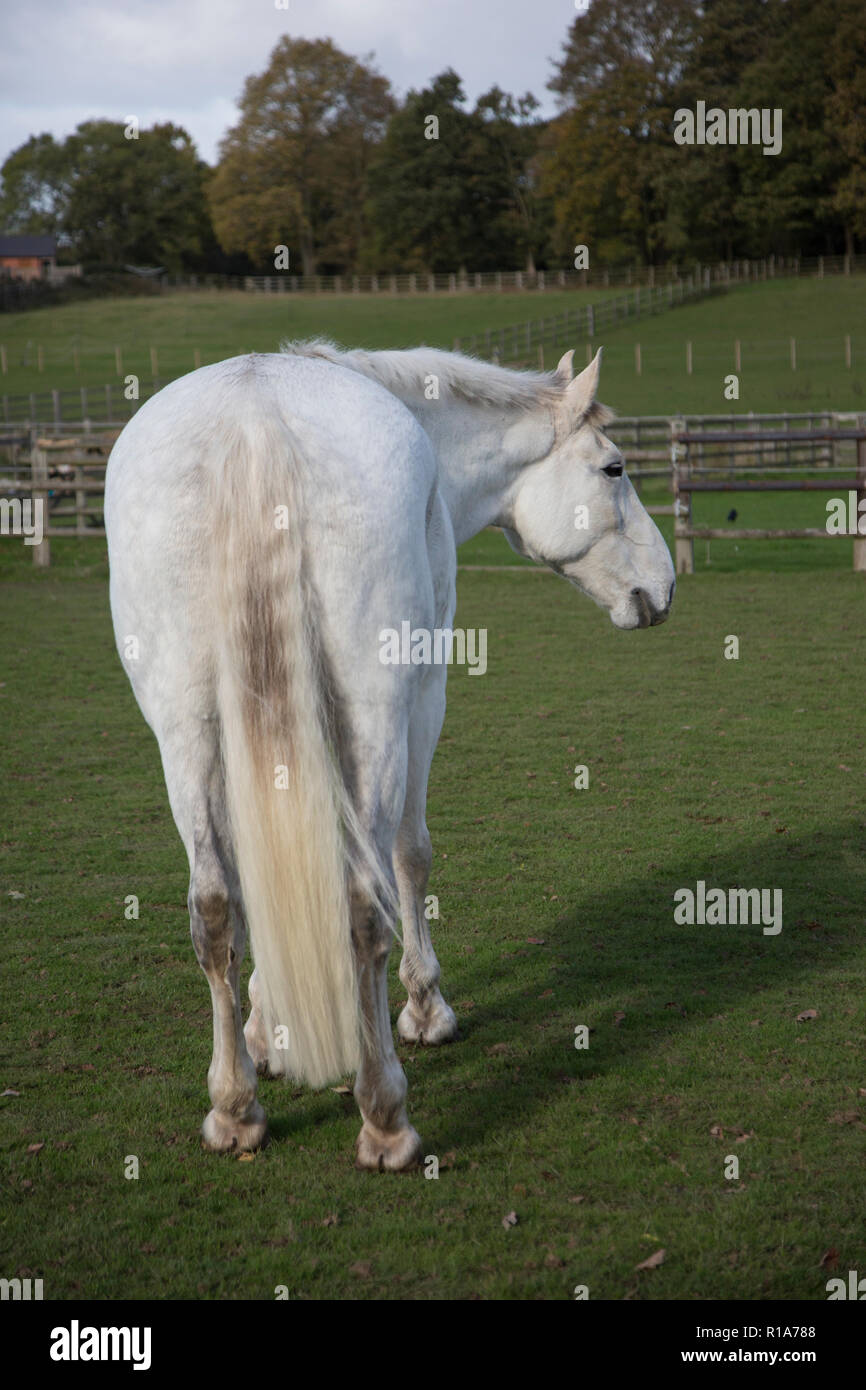 white horse standing in a green field turning it's head looking