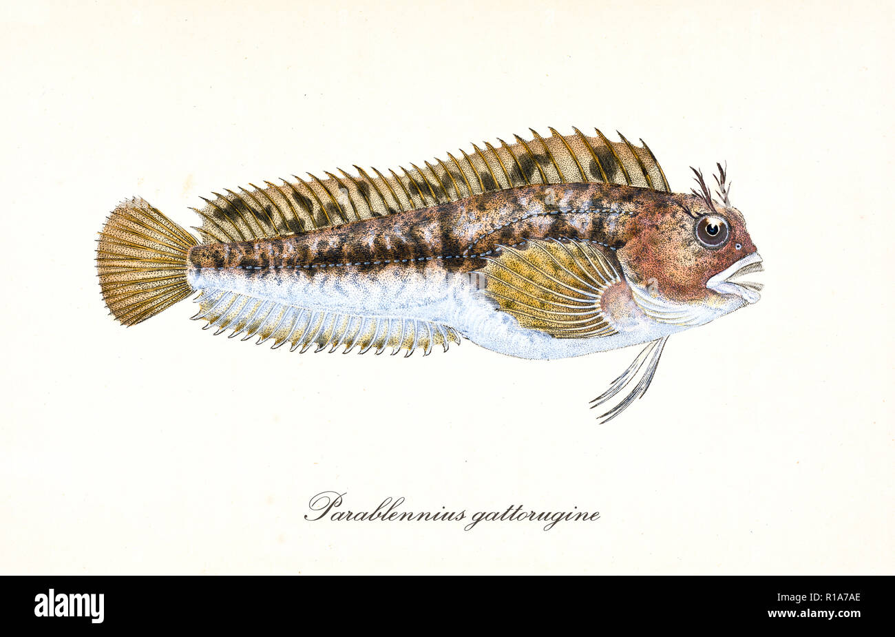 Ancient colorful illustration of Tompot Blenny (Parablennius gattorugine), fish side view with its long lines of thorny fins, isolated elements on white background. By Edward Donovan. London 1802 Stock Photo