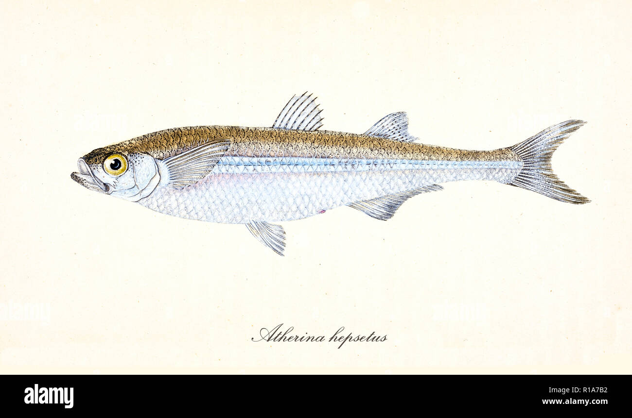 Ancient colorful illustration of Mediterranean Sand Smelt (Atherina hepsetus), fish side view with its yellow and silvery skin, isolated elements on white background. By Edward Donovan. London 1802 Stock Photo