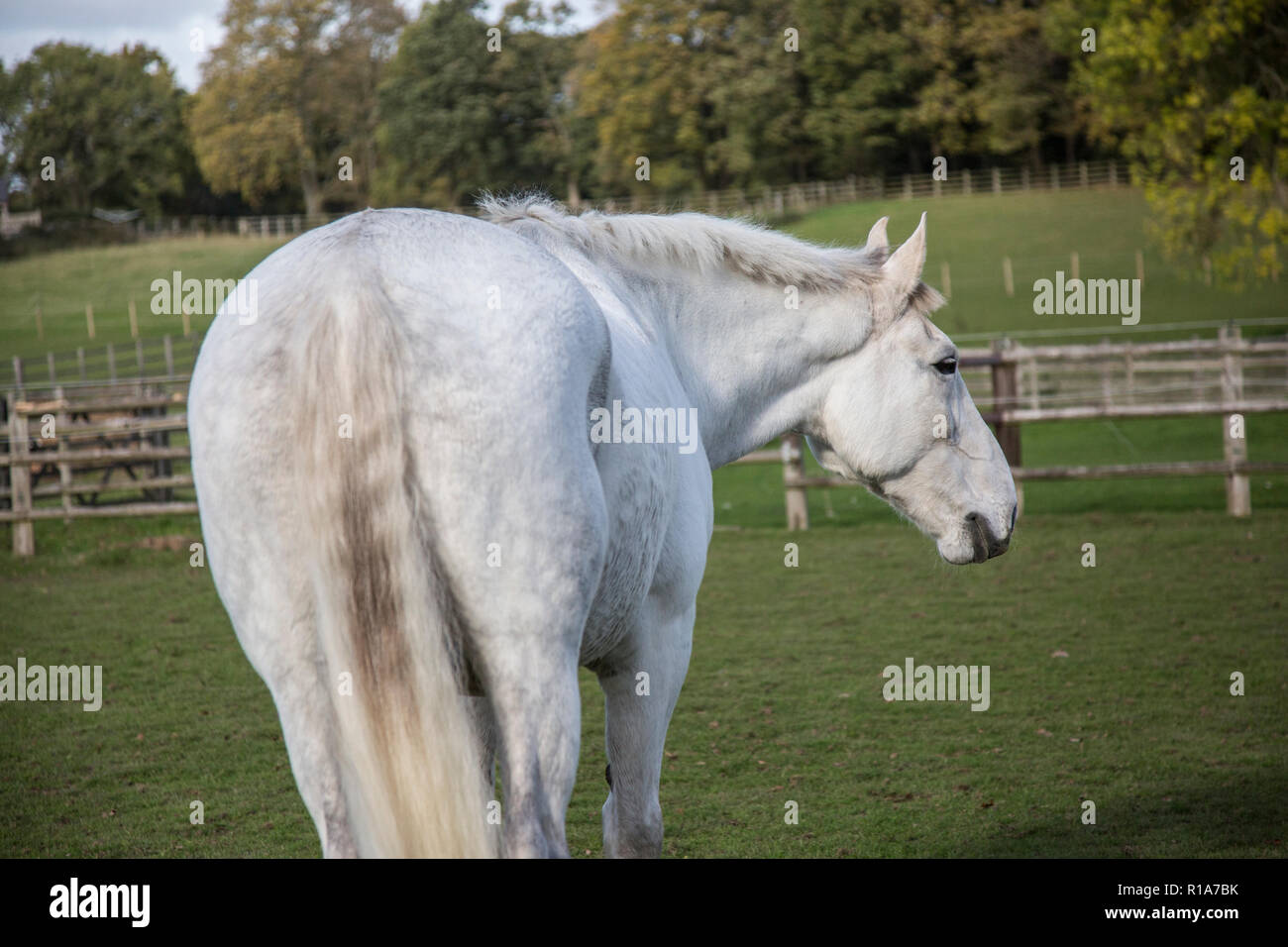 white horse standing in a green field turning it's head looking