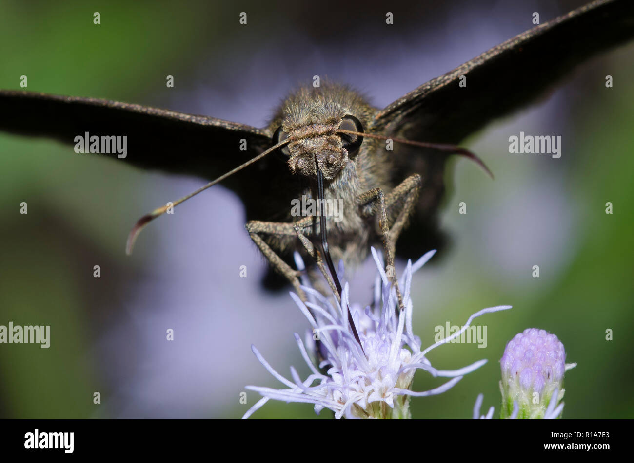 Brown Longtail, Spicauda procne, on mist flower, Conoclinium sp. Stock Photo