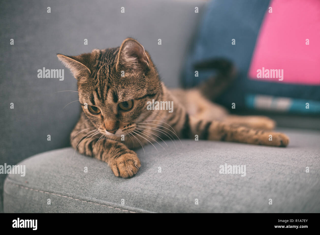 Cat lying down the sofa at home hi-res stock photography and images - Alamy