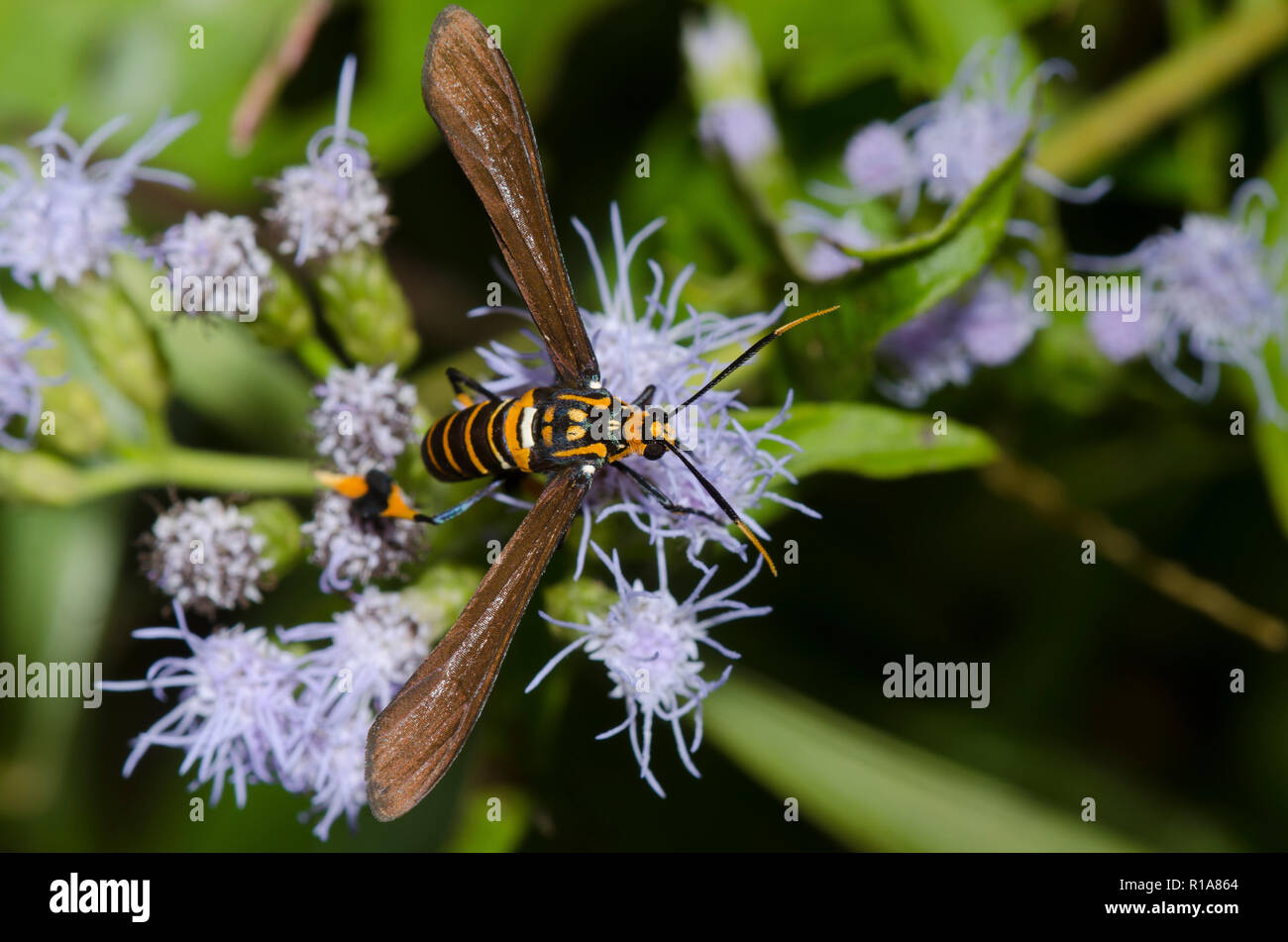 Texas Wasp Moth, Horama panthalon, on mist flower, Conoclinium sp. Stock Photo