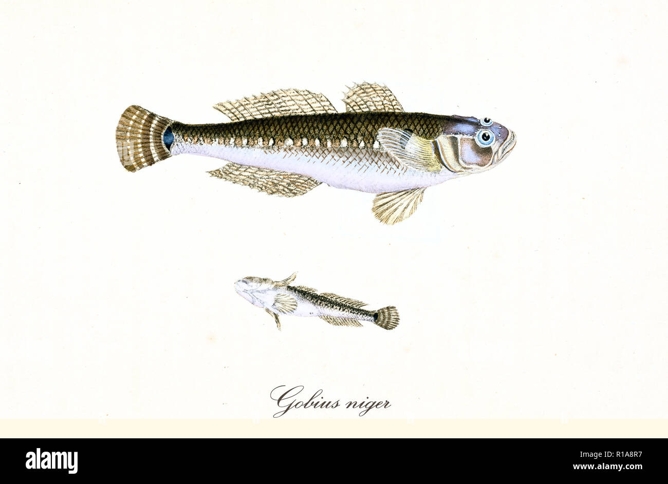 Ancient colorful illustration of Black Goby (Gobius niger), top view and bottom view of the dark and silvery fish with big eyes, isolated element on white background. By Edward Donovan. London 1802 Stock Photo