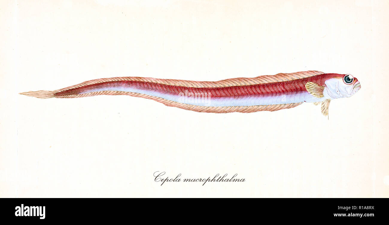 Ancient colorful illustration of Red Bandfish (Cepola macrophthalma), side view of the red and white long small fish, isolated element on white background. By Edward Donovan. London 1802 Stock Photo