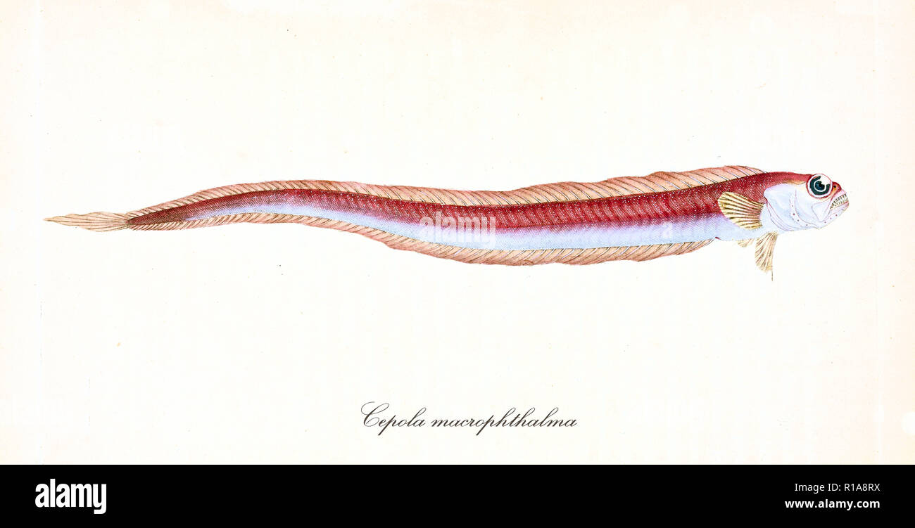 Ancient Colorful Illustration Of Red Bandfish Cepola Macrophthalma Ancient Colorful Illustration Of Red Bandfish Cepola Macrophthalma