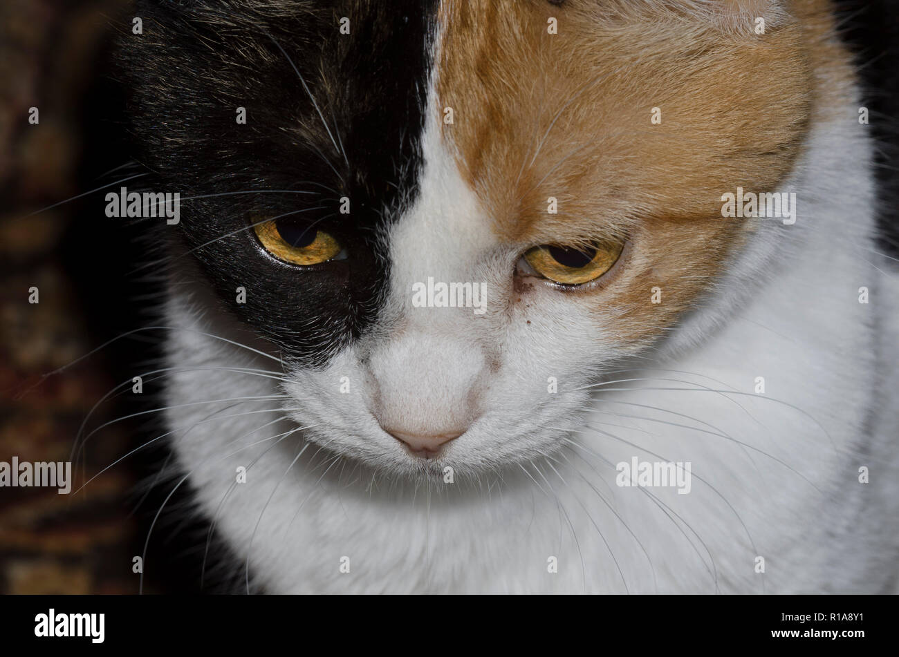 Domestic Cat, Felis catus Stock Photo