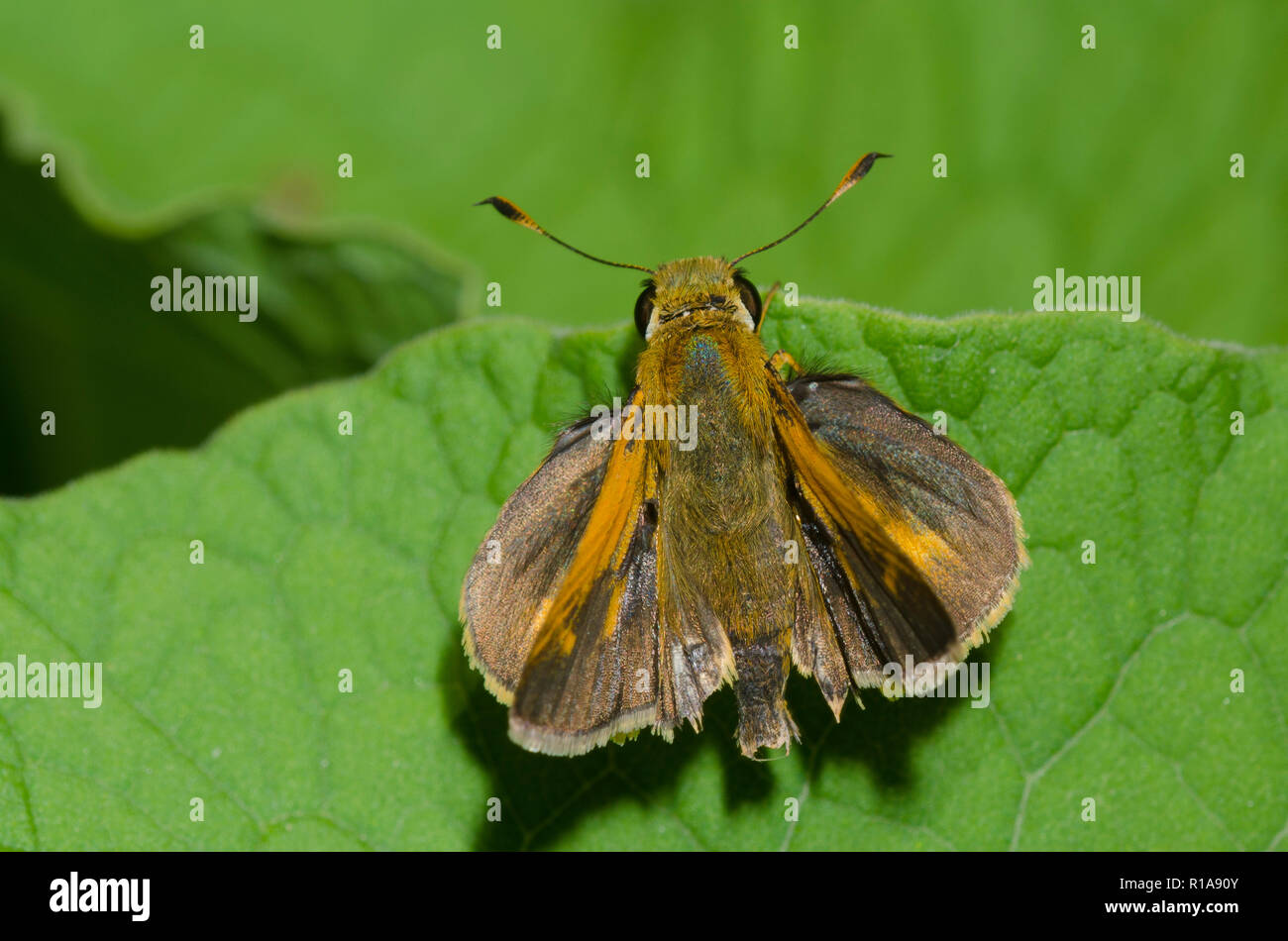 Southern Brokendash, Polites otho, male Stock Photo Alamy