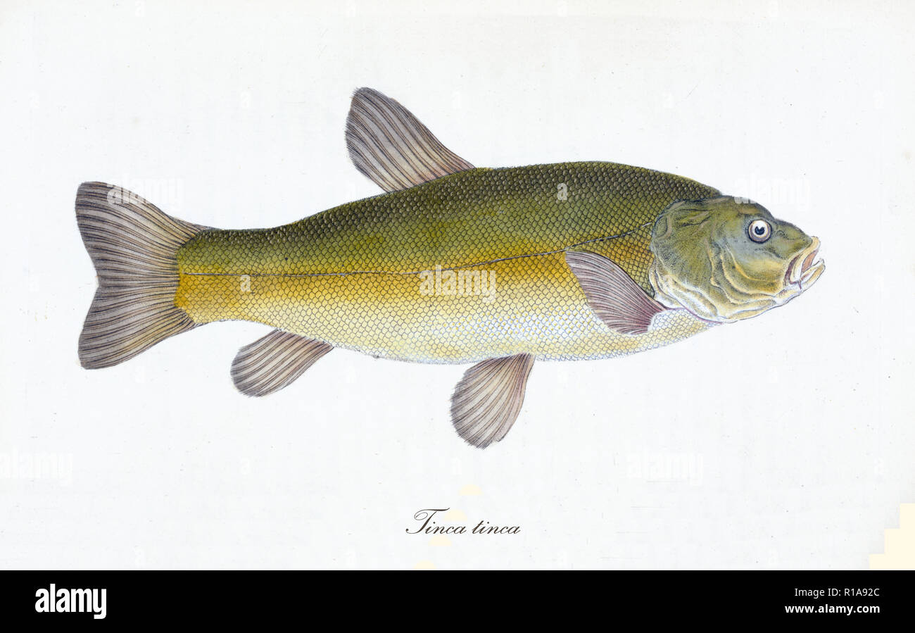 Ancient colorful illustration of Tench (Tinca tinca), side view of the big fish with its yellow skin with little green tone, isolated element on white background. By Edward Donovan. London 1802 Stock Photo