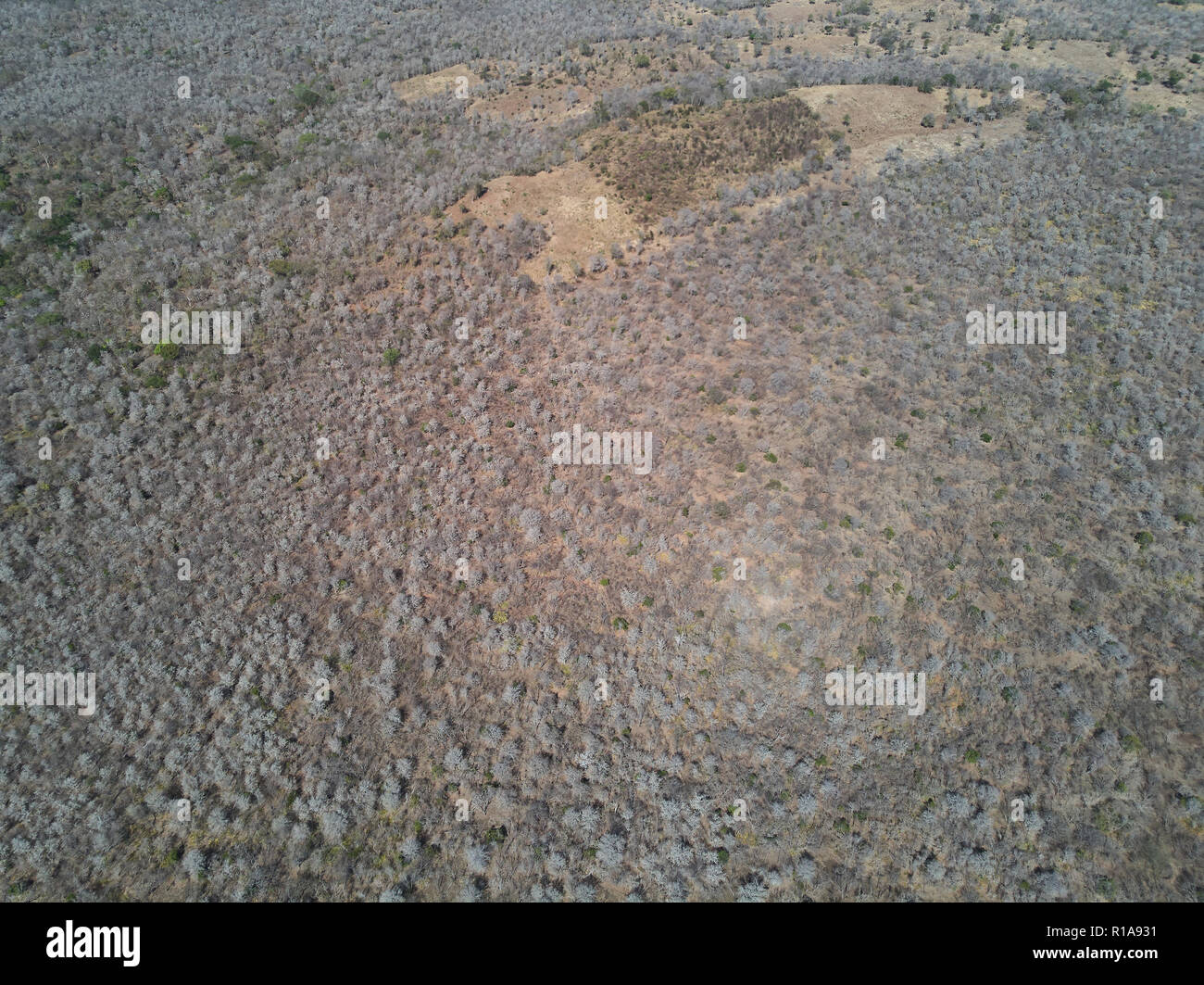 Forest in dry season aerial drone view. Dry forest theme Stock Photo
