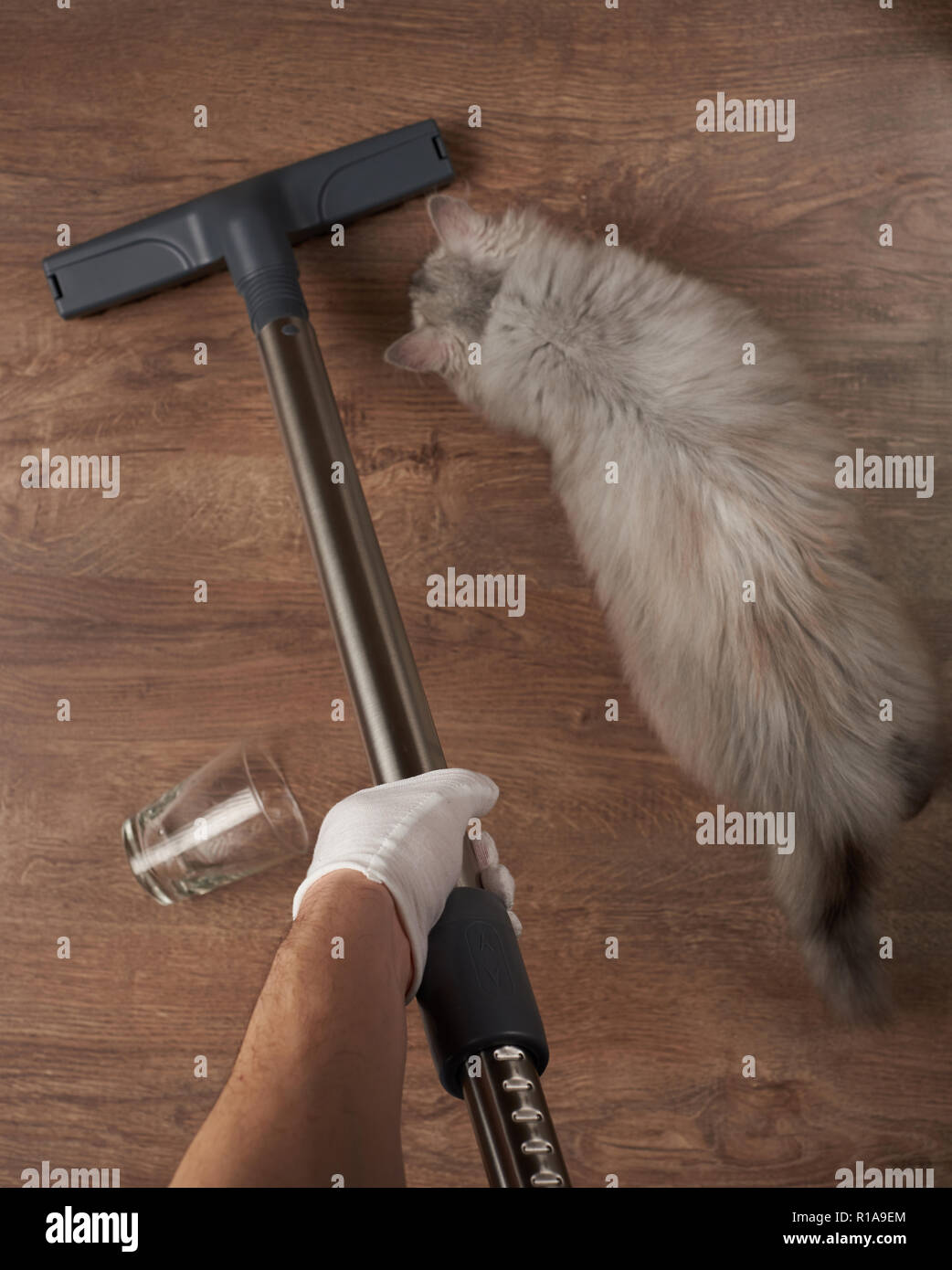 Cleaning house theme. Washing with vacuum cleaner wooden floor from pet fur Stock Photo