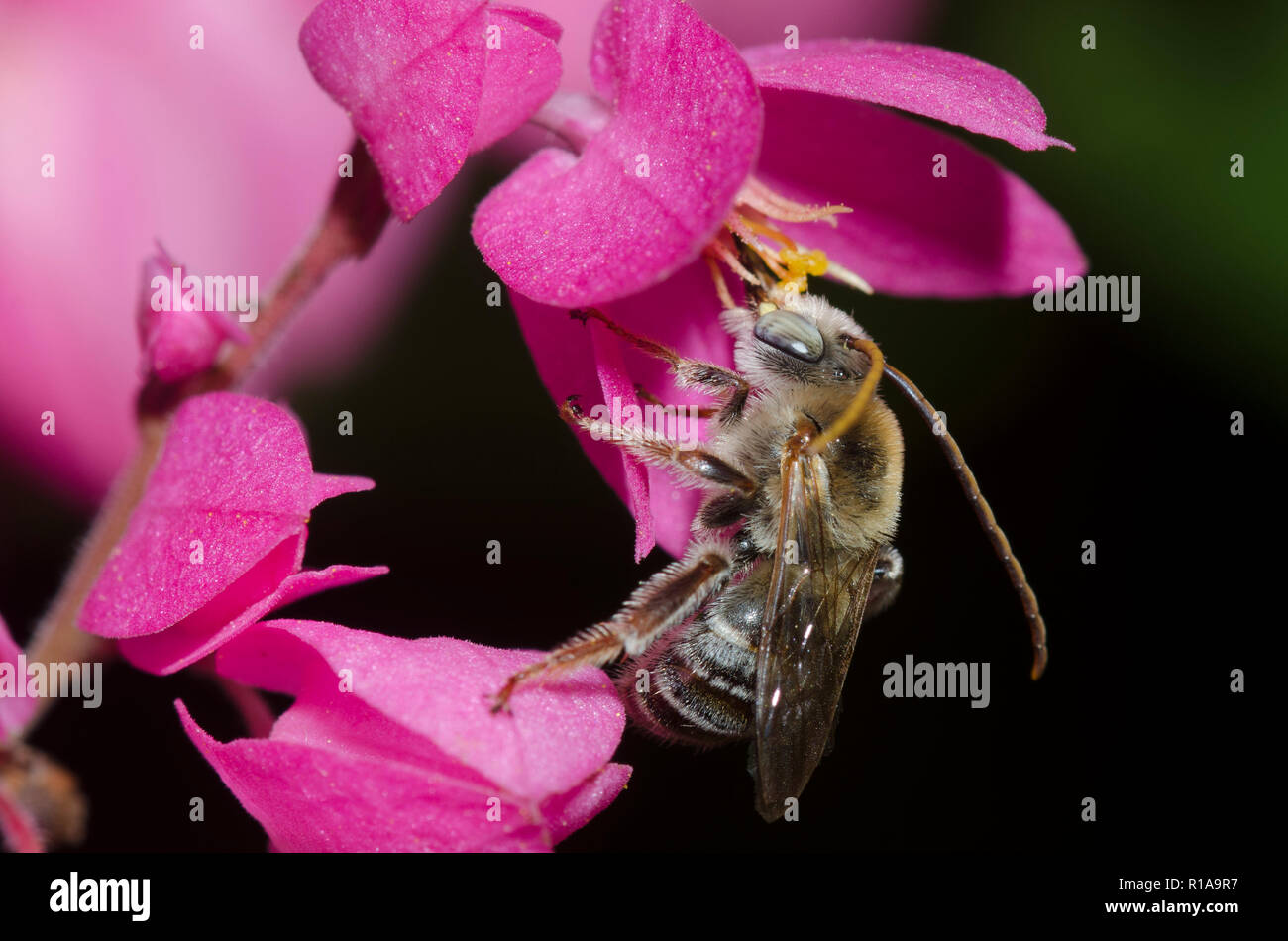 Long-horned Bee, Melissodes sp., on coral vine, Antigonon leptopus Stock Photo