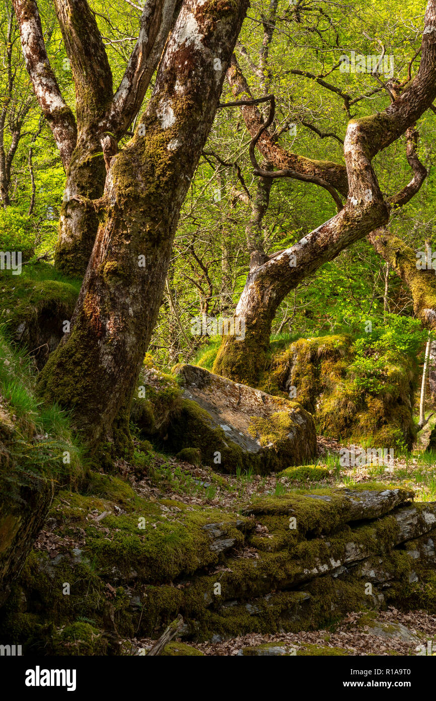 Ancient trees in Snowdonia, North Wales Stock Photo