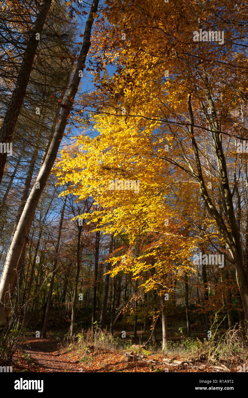 Woodland in autumn colours at Loggerheads in North Wales Stock Photo