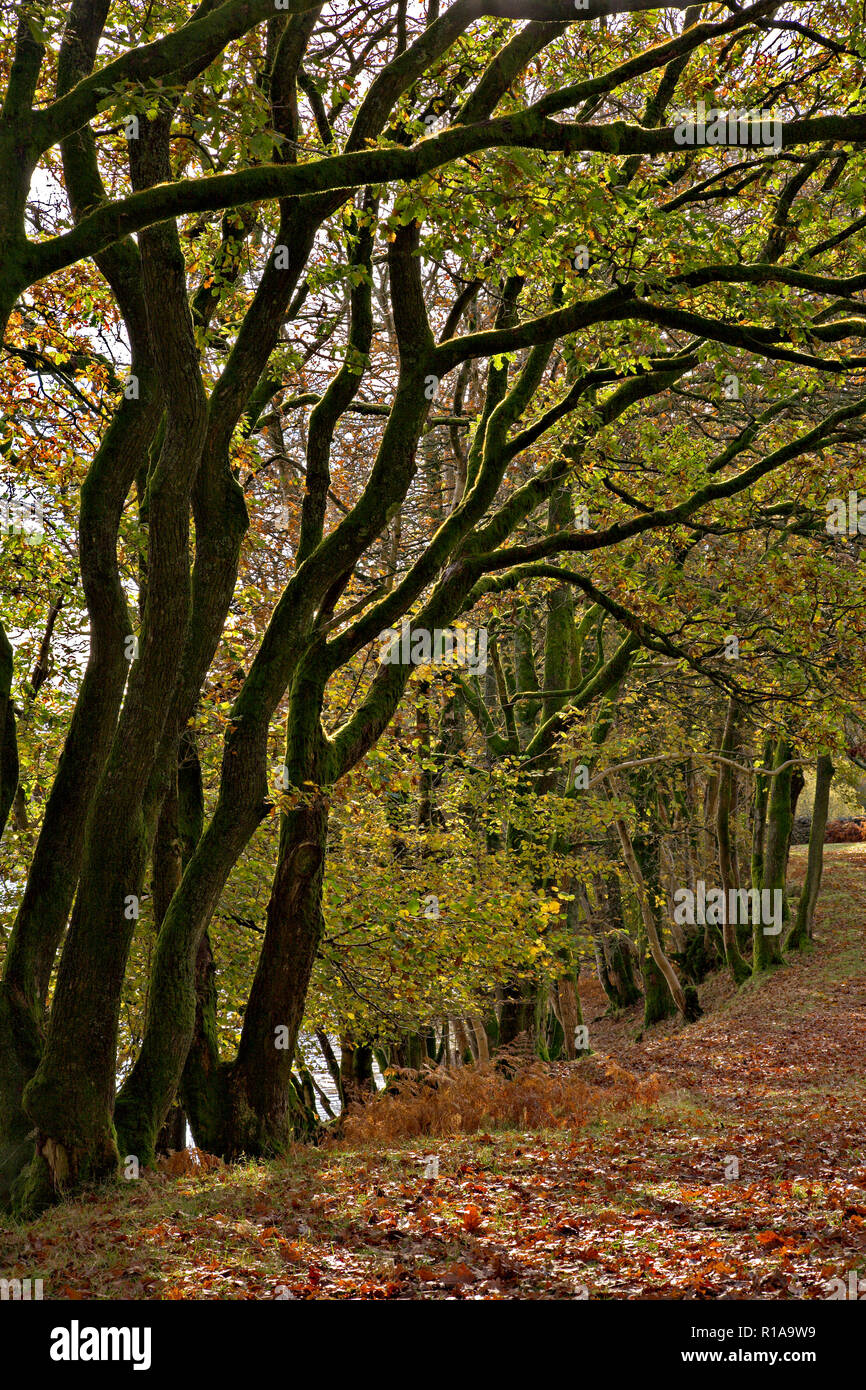 Woodland in autumn colours at Thirlemere in the Lake District, England Stock Photo