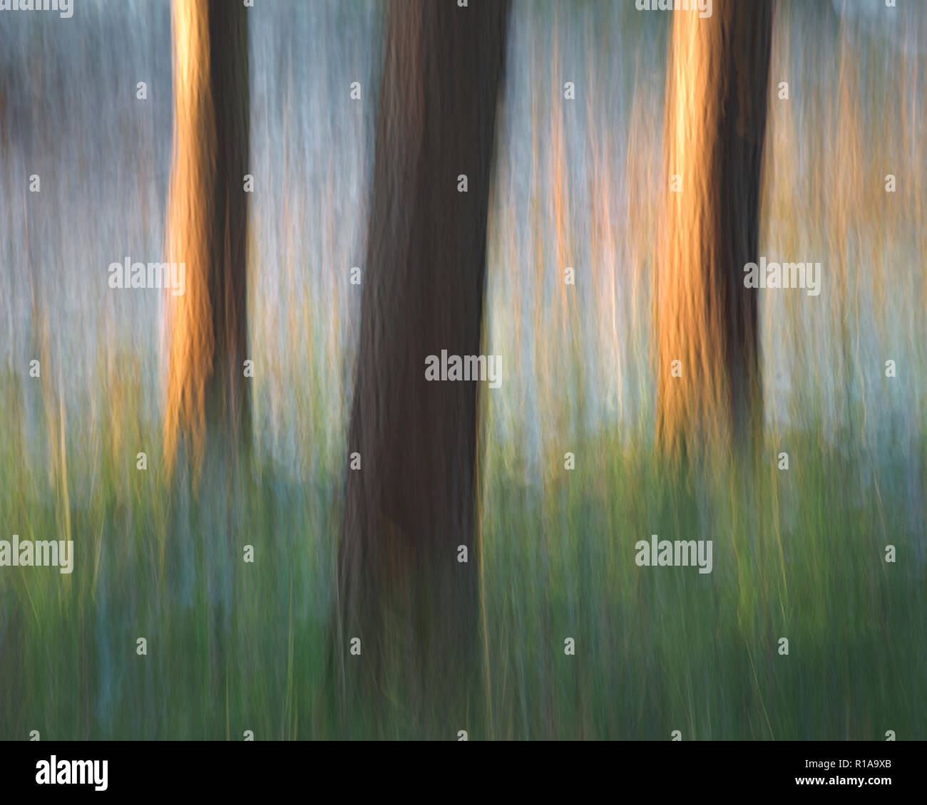 Tree trunks blurred by vertical camera panning Stock Photo