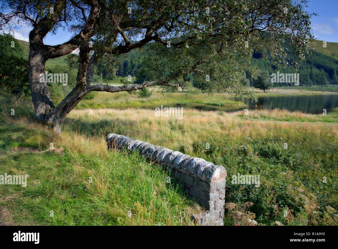 Old tree at Megget Reservoir in Scotland Stock Photo