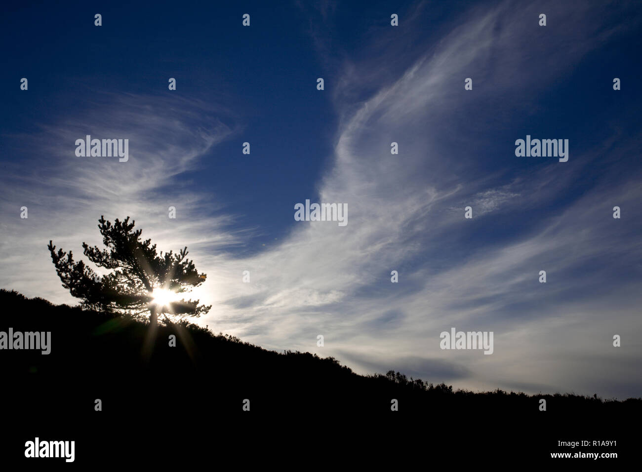 Sun shining behind a small tree at sunrise at Moel Famau in north wales Stock Photo