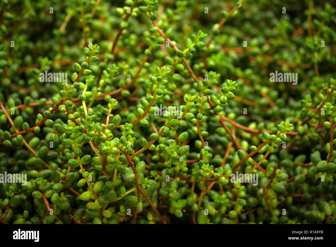 lot of long stems with round leaves along the entire length, light and dark green shades, the plant grows a dense carpet on the ground, foliage, shade Stock Photo