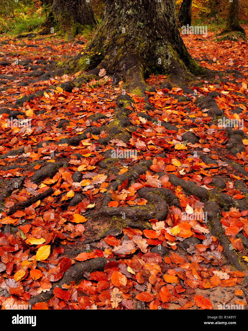 Tree, roots and fallen leaves in autumn colours Stock Photo