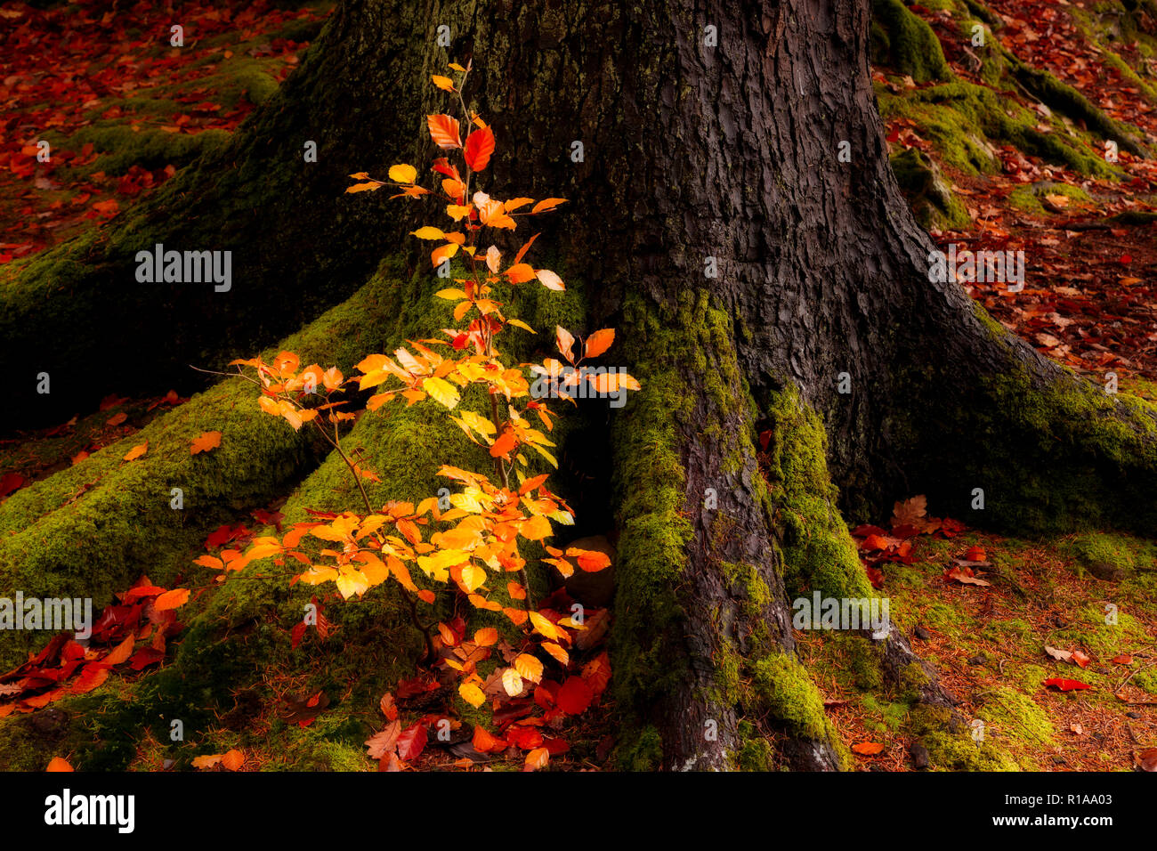Tree and fallen leaves in autumn colours Stock Photo