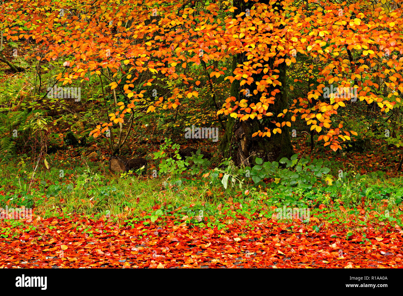 Tree and fallen leaves in autumn colours Stock Photo