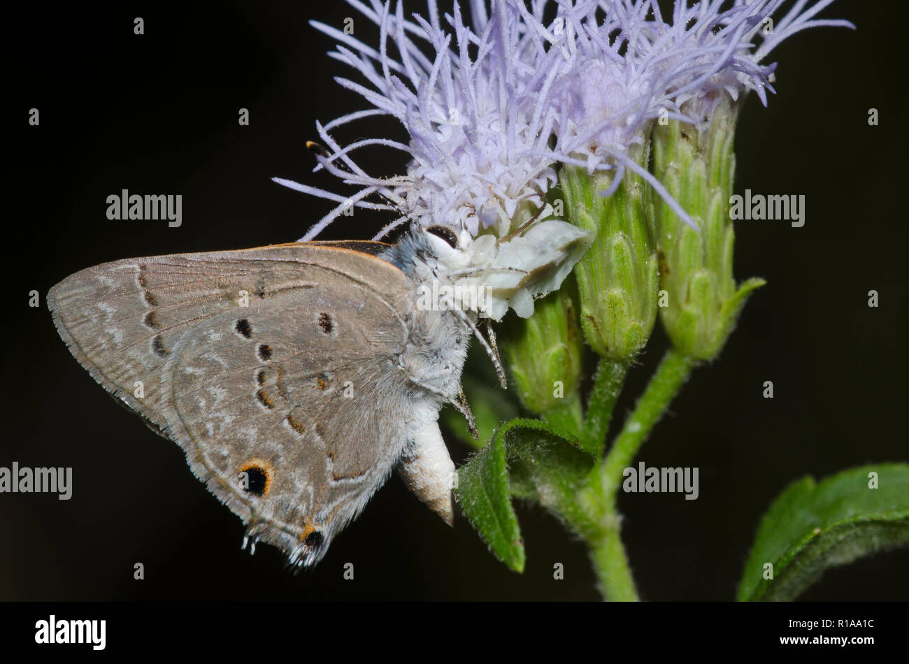 Jagged Ambush Bug, Phymata sp., with Mallow Scrub-Hairstreak, Strymon istapa, male on mist flower, Conoclinium sp. Stock Photo