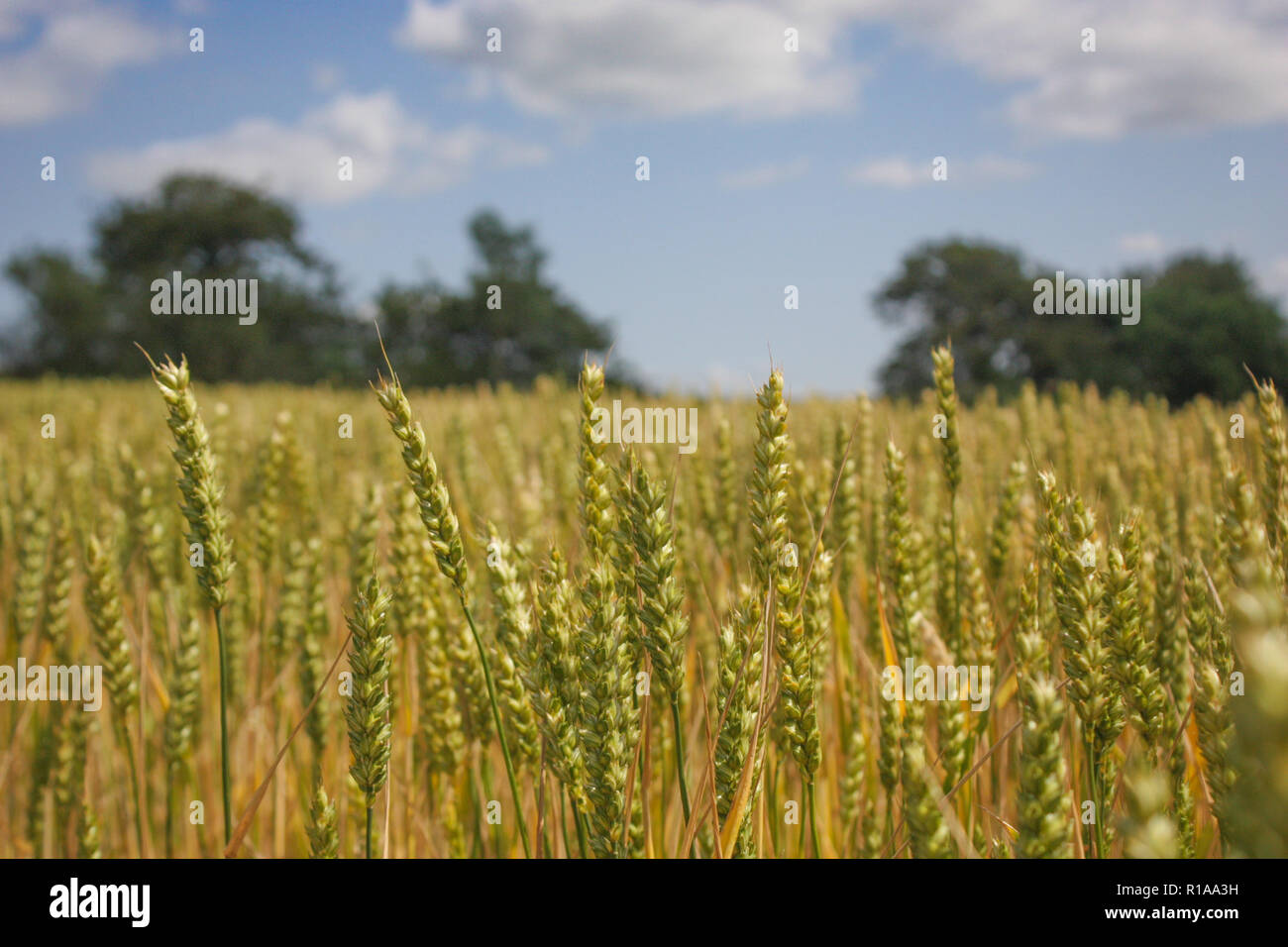 wheat high top