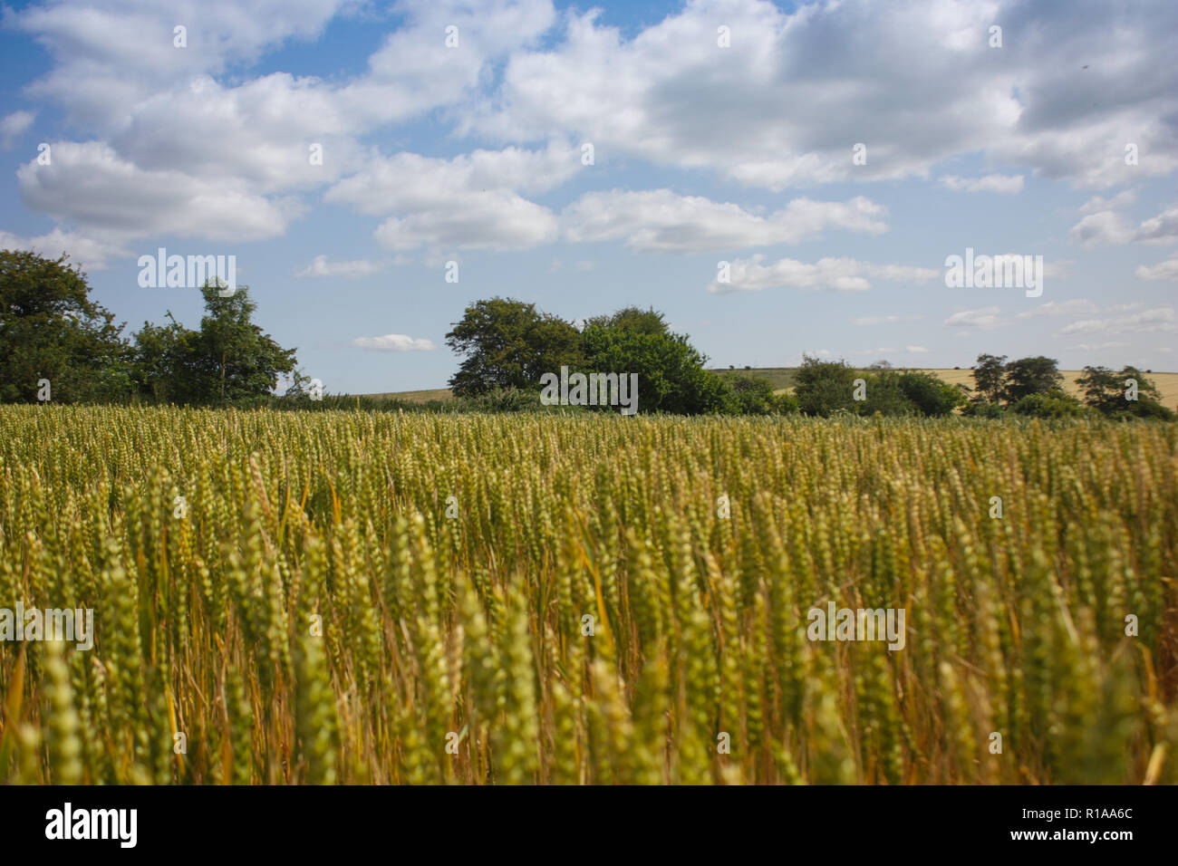 Wheat fields in July in Southern England Stock Photo