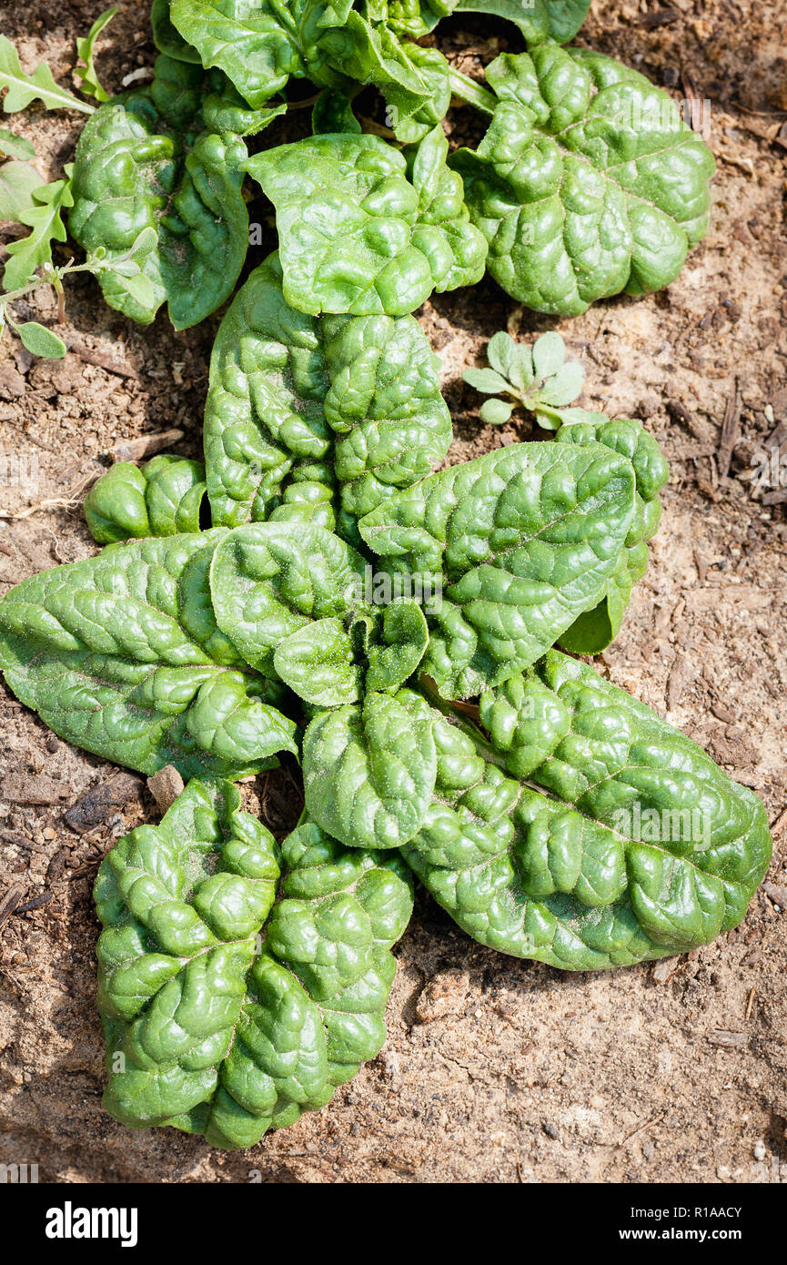 Two healthy spinach plants with puckered greens leaves grow in the garden, vertical orientation. Stock Photo