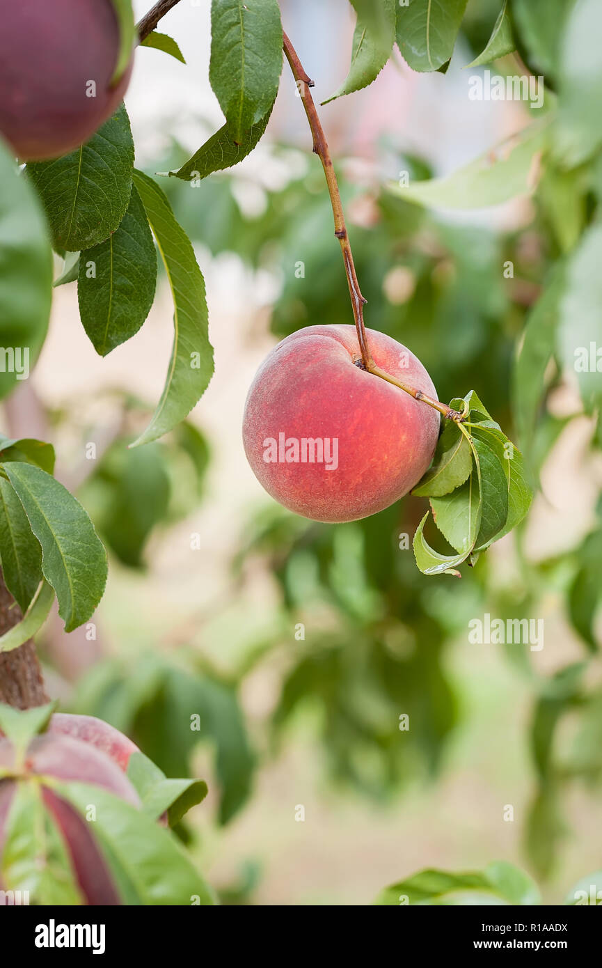 A ripe peach ready for picking, vertical orientation. Stock Photo