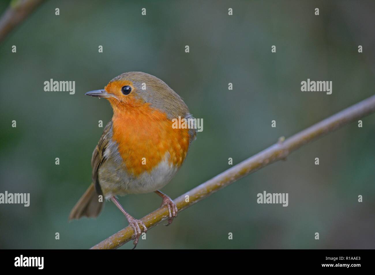 Little Robin perched on a little branch Stock Photo