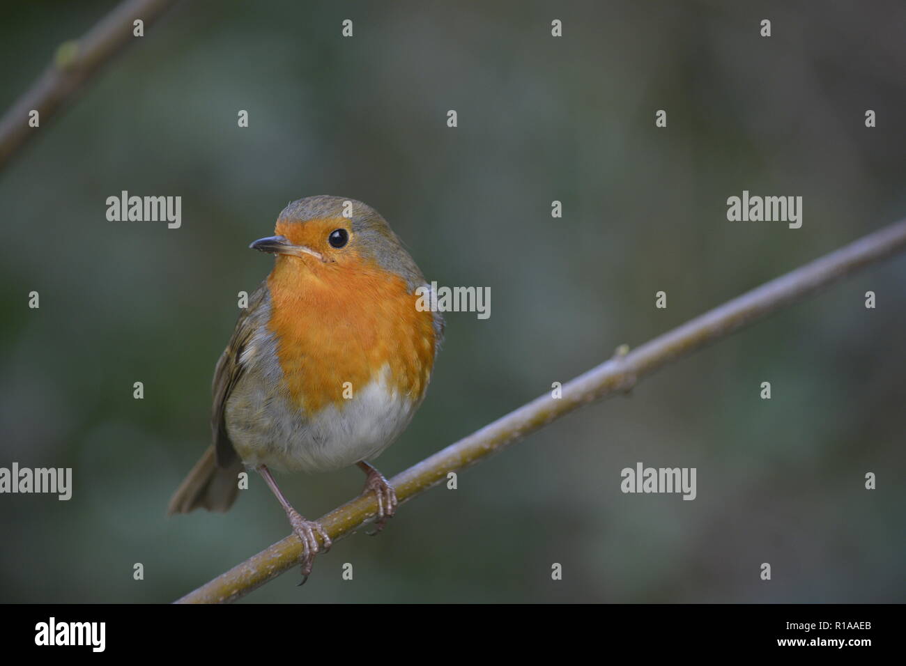 Little Robin perched on a little branch Stock Photo