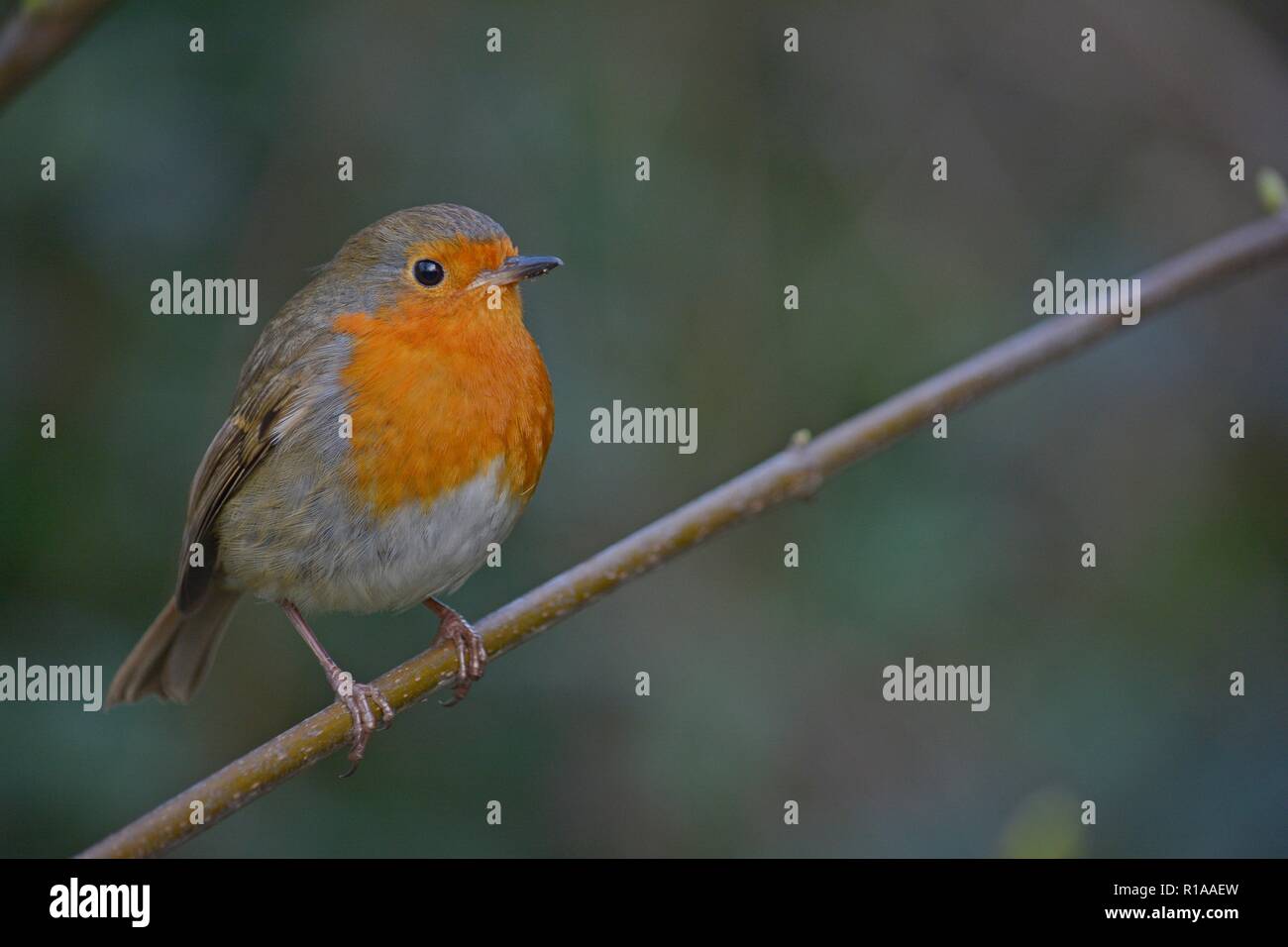 Little Robin perched on a little branch Stock Photo
