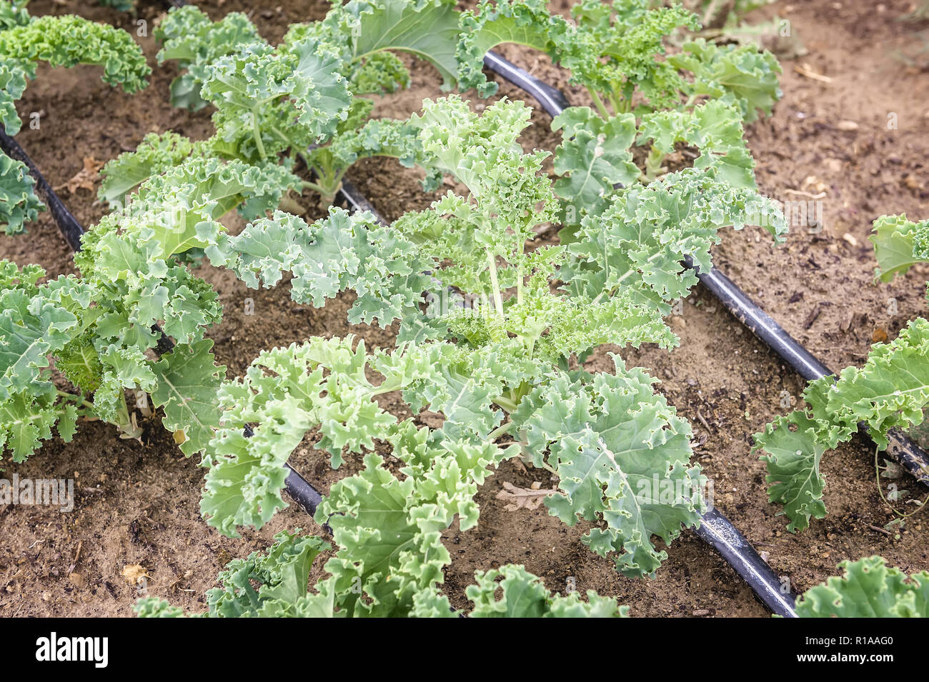 Rows of green kale plants in the garden. Stock Photo