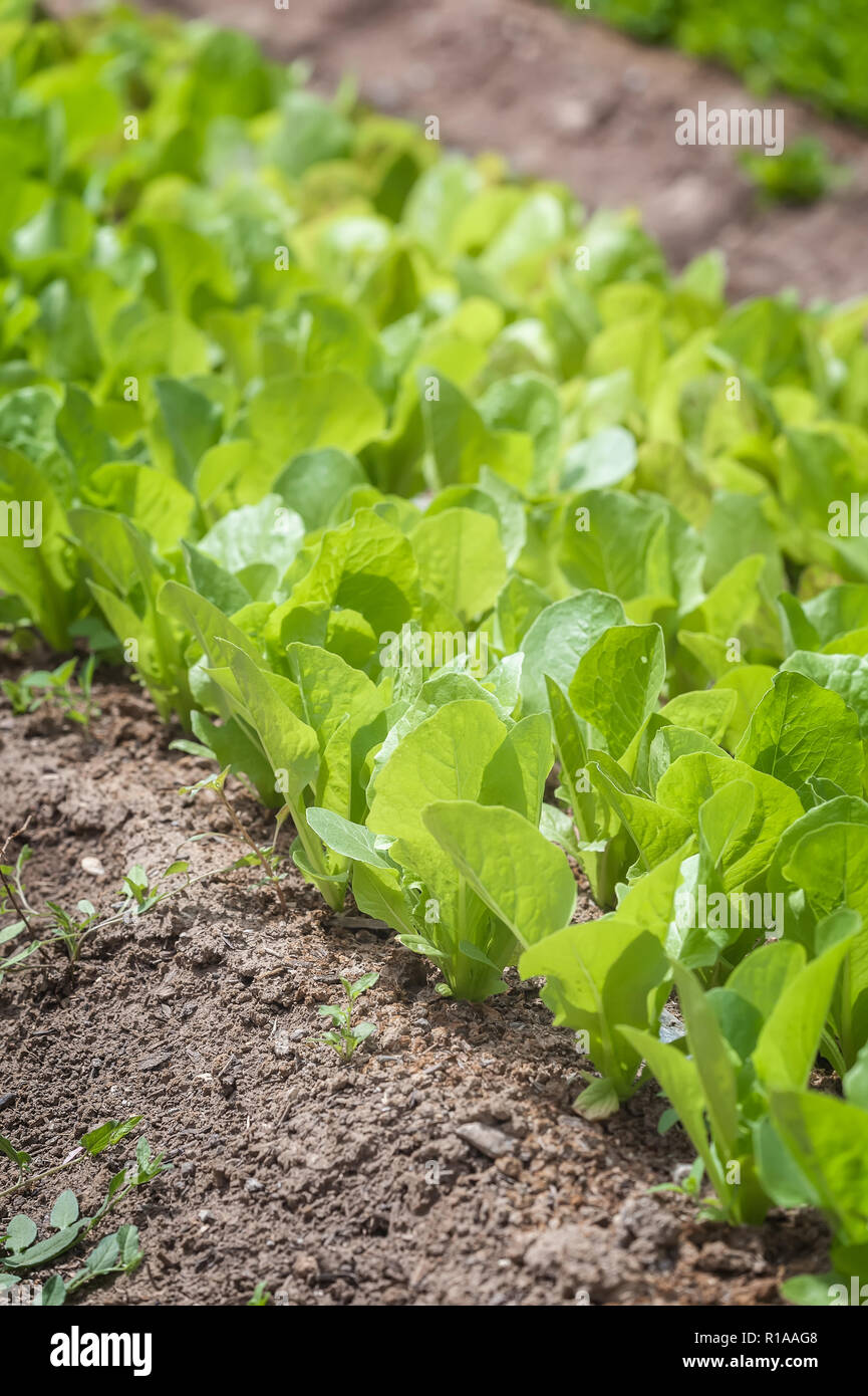A row of lettuce, oriented on the diagonal, in the garden. Stock Photo