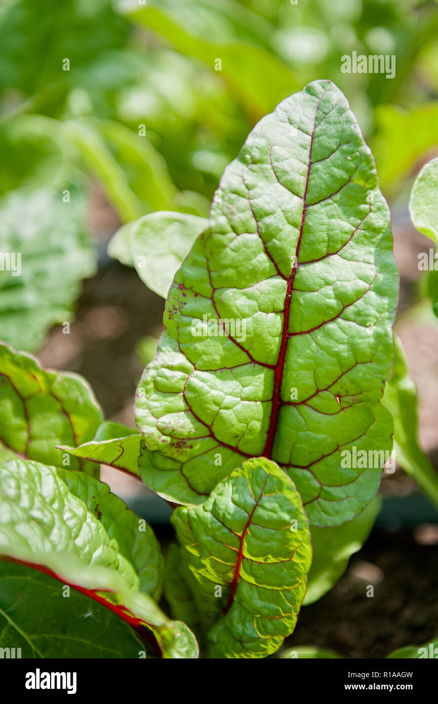 The red veined leaves of a beet plant above ground. Stock Photo