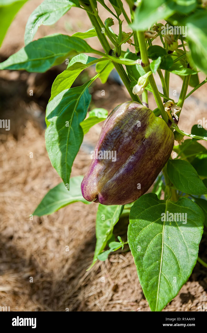 Green garden with pepper hi-res stock photography and images - Alamy