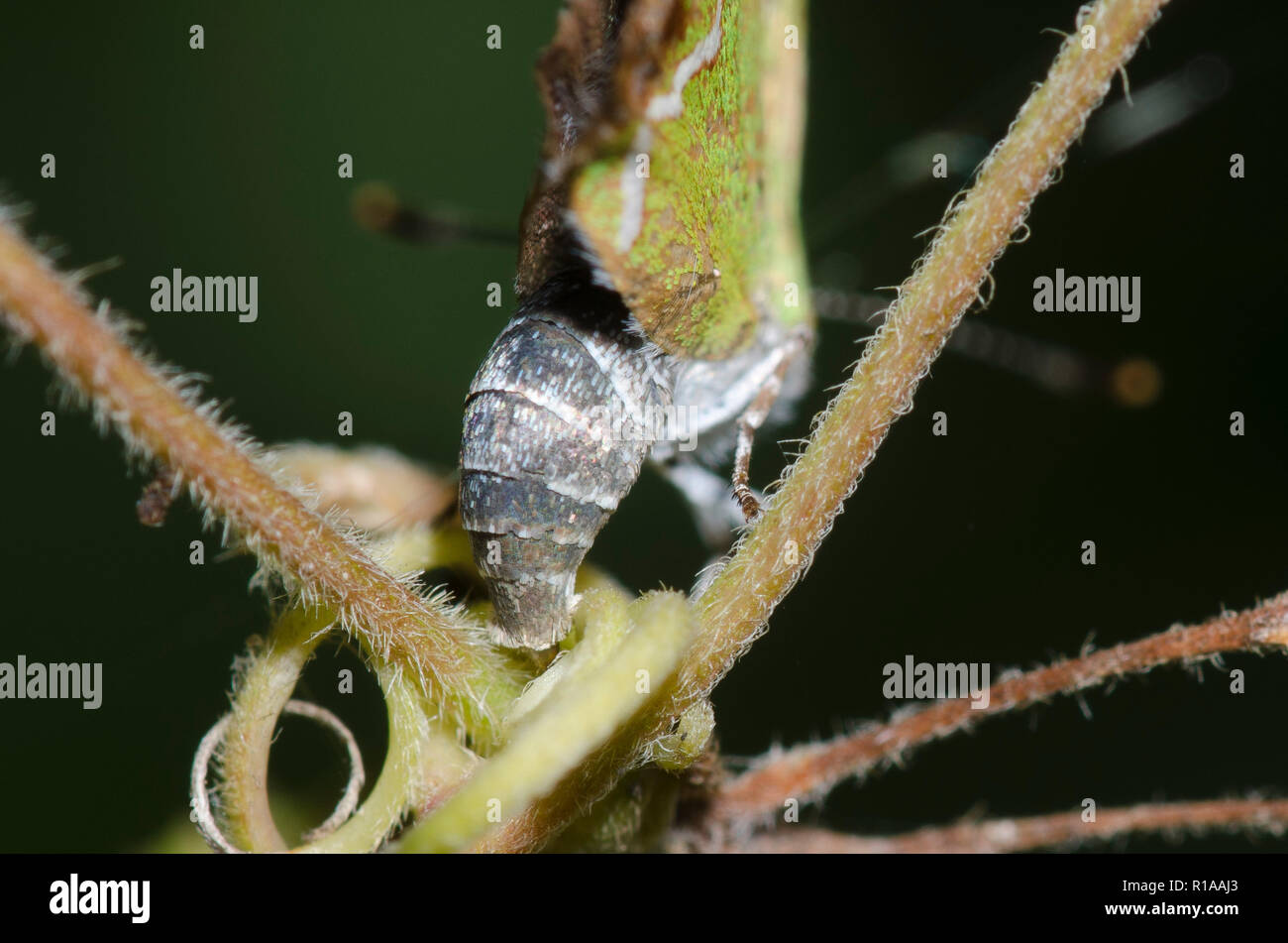 Silver-banded Hairstreak, Chlorostrymon simaethis, female ovipositing on balloon vine, Cardiospermum sp. Stock Photo