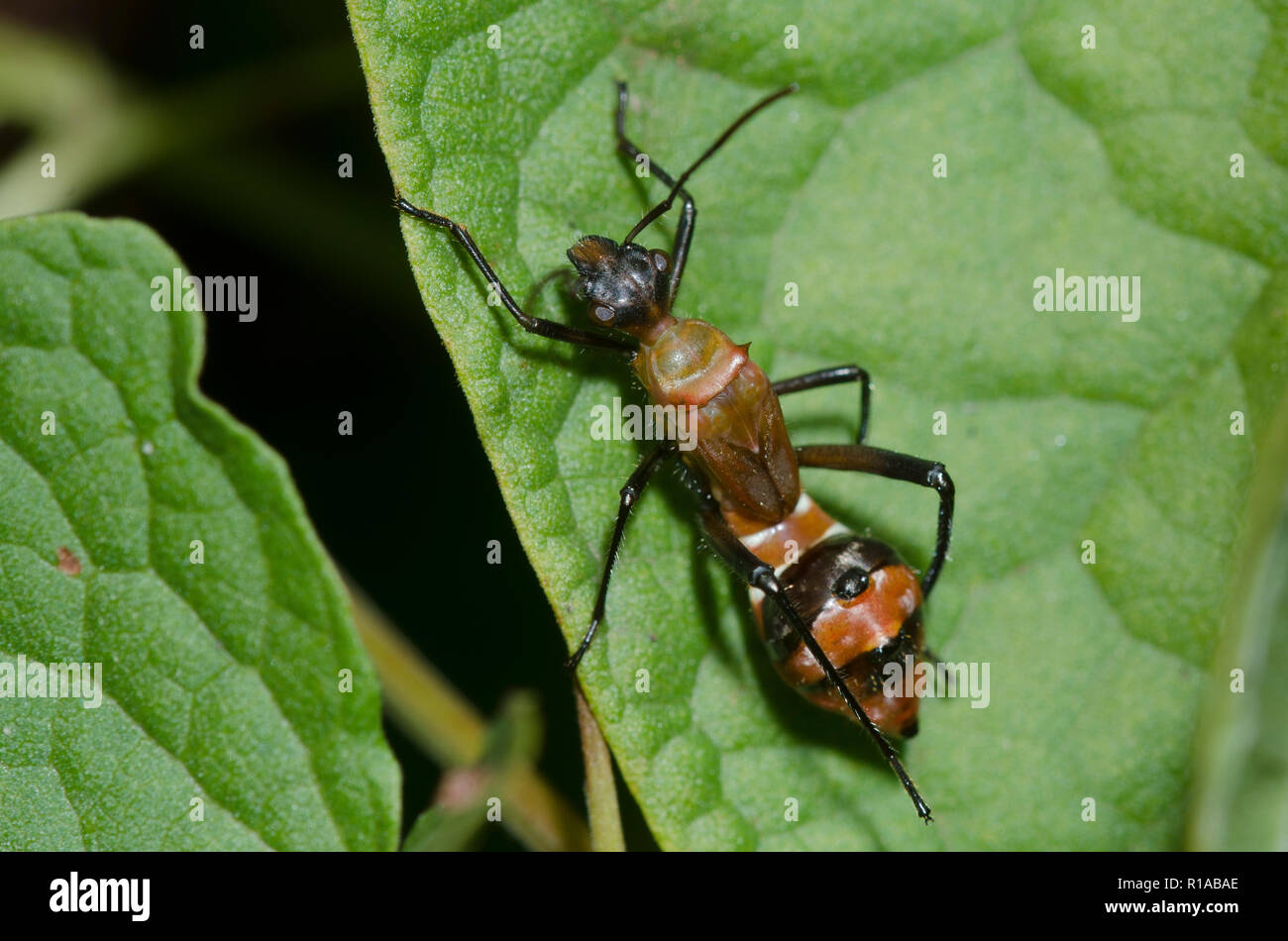 Broad-headed Bug, Family Alydidae, nymph, an ant mimic Stock Photo